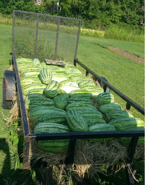 A trailer with hay at the bottom filled with harvested watermelons A trailer with hay at the bottom filled with harvested watermelons