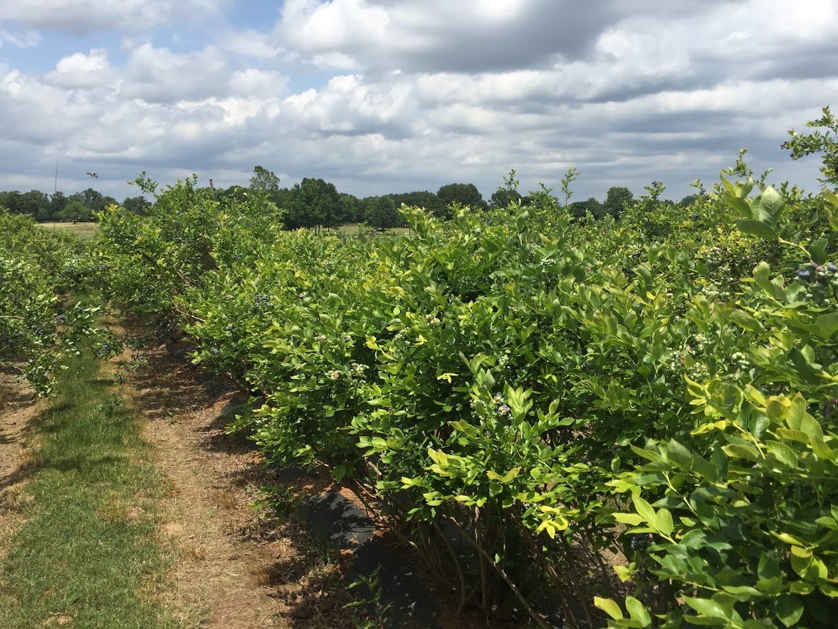 A row of hedged blueberries with green fruit