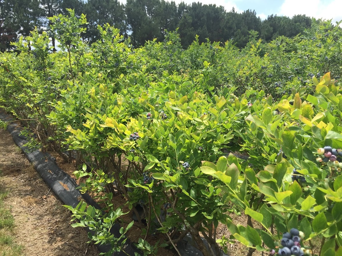 A row of hedged blueberries with ripe fruit 