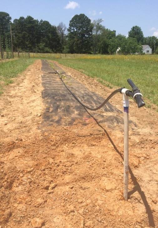 Photo of a row covered with landscape fabric; a white pipe is coming out of the ground with a long black irrigation line going down the row