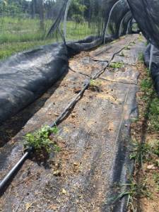 Photo of a row of small hops plants planted in black landscape fabric with an irrigation line running down the row; white pvc pipe arches can be seen down the row holding up a black shade cloth