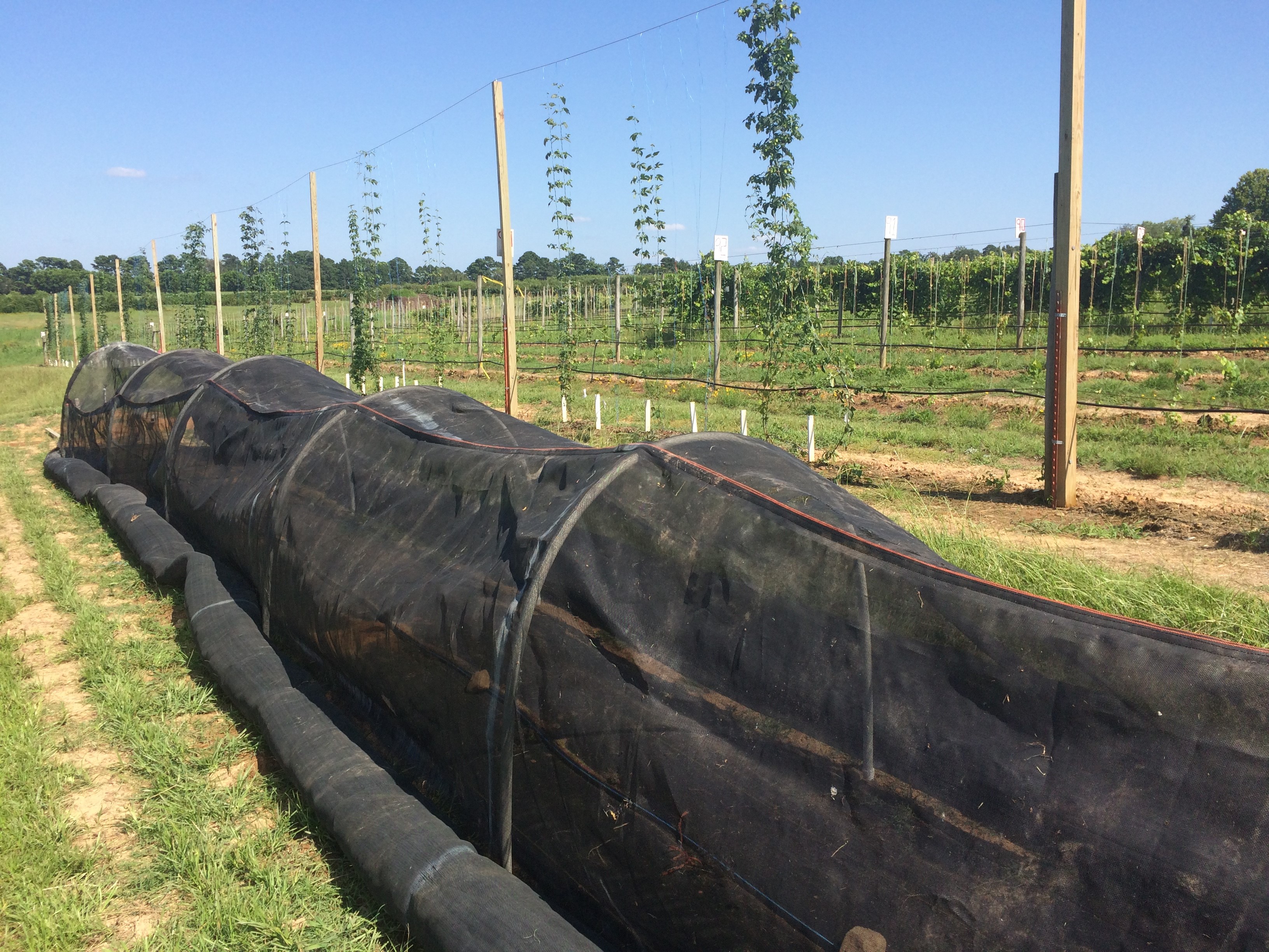 Photo of a row of small hop plants with white pvc pipe arches holding up black shade cloth that is covering the row