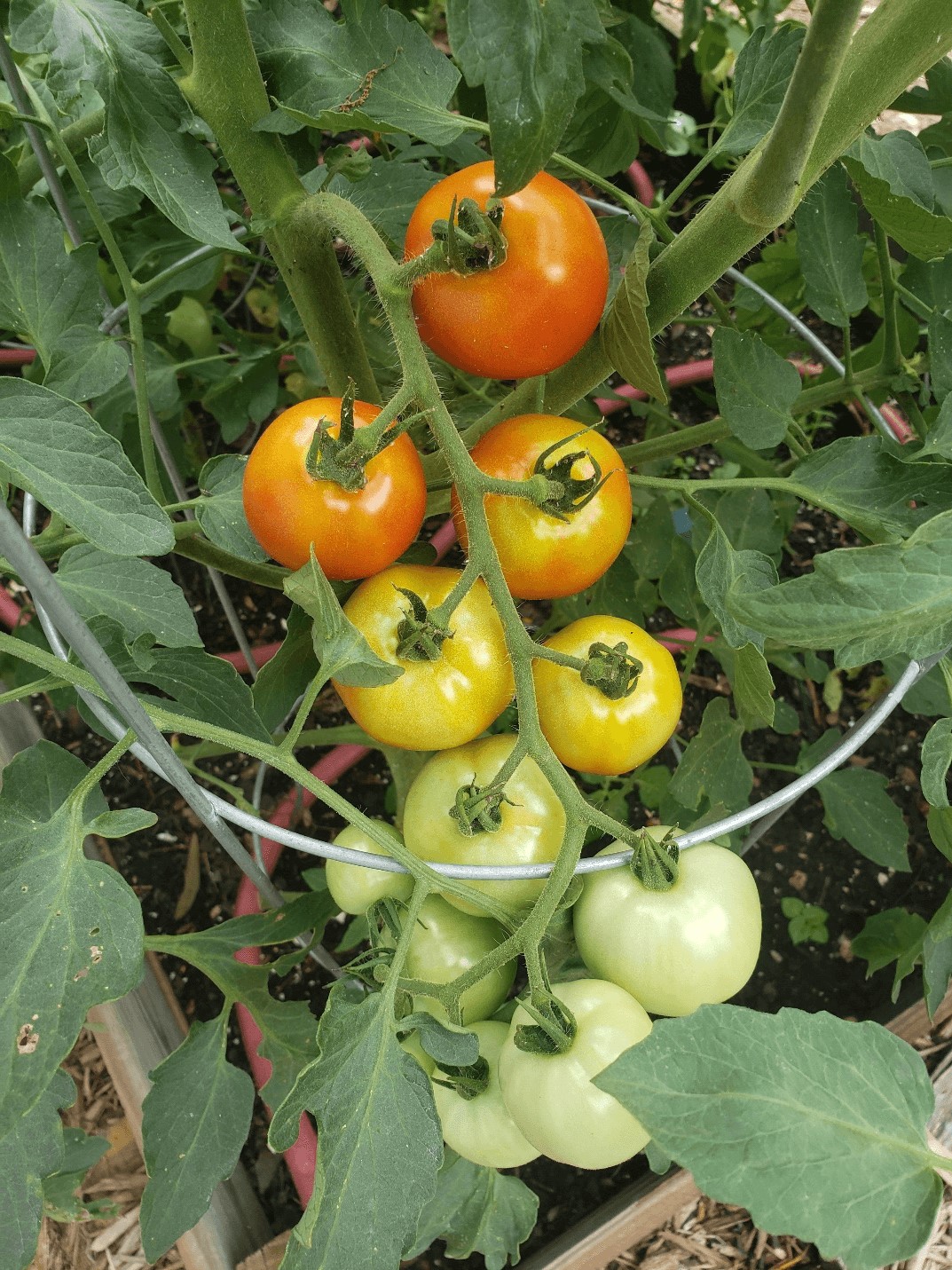 Close-up photo of the tomato variety 'Mountain Magic' with ripe tomatoes towards the stalk and tomatoes gradually becoming less ripe down the stem