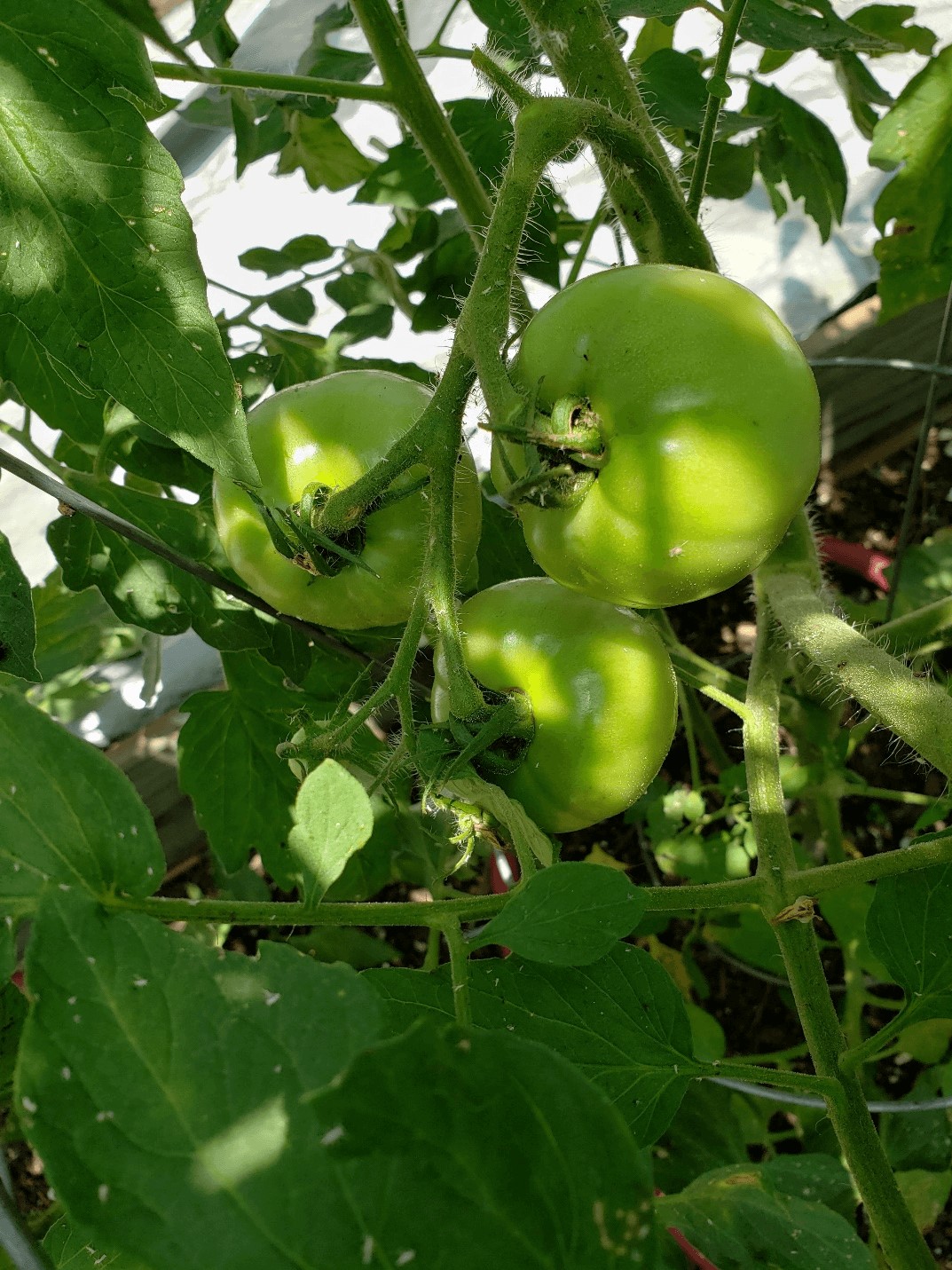 Three green 'Celebrity' tomatoes on a tomato plant