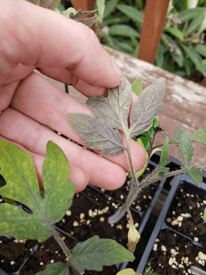A hand showing the back of a tomato transplant leaf that is showing purple coloring