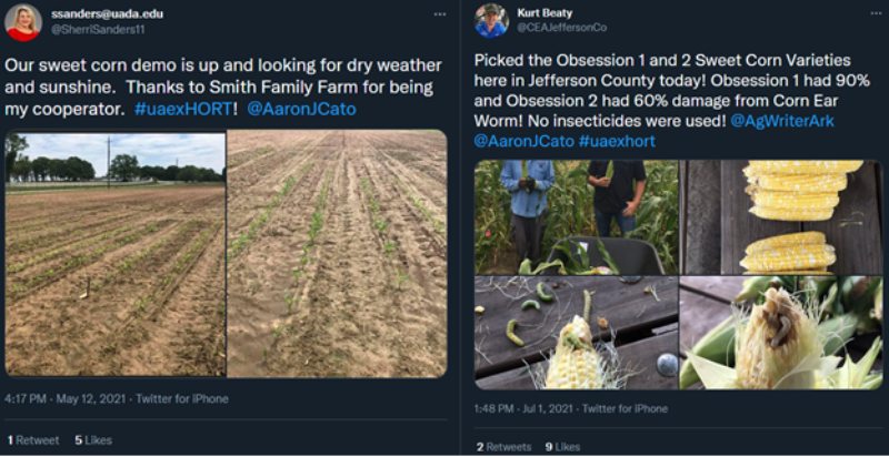 Two social media posts by county agents that illustrated progress and results of the sweet corn demonstration