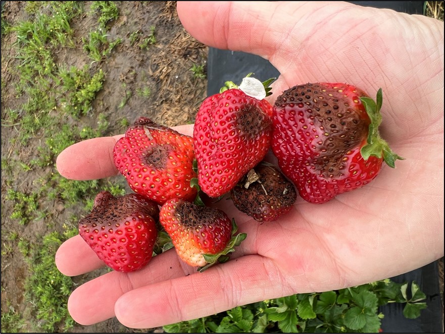 Figure 1. Anthracnose fruit rot observed on strawberry fruit.