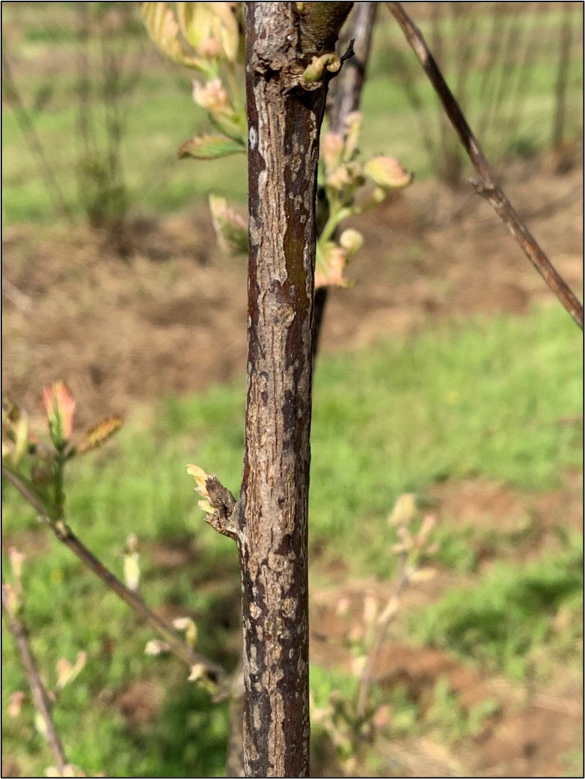 Picture 4 – Blackberry cane with excessive anthracnose lesions. Lesions begin as white/purplish scars as seen on the edge of this cane but can join and completely split the cane open as seen in the center of this cane. This will lead to lowered yield and fruit quality on this cane, and spores can move to leaves and eventually fruit which will further lower quality.