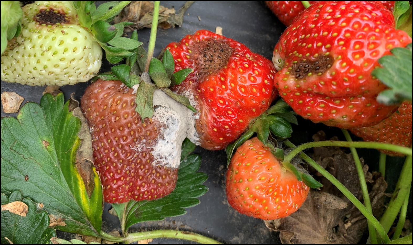 Botrytis Fruit Rot and Anthracnose Fruit Rot on Strawberry