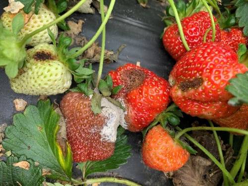 Strawberry fruit infected with Botrytis (grey or white mold) and anthracnose (brown sunken lesions). 