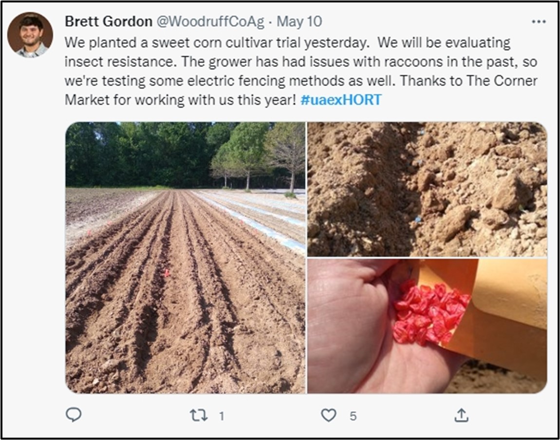 Social media posts made by two county agents that illustrated progress and results at their sweet corn demonstrations.