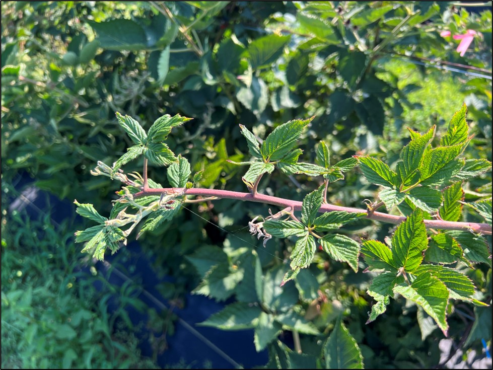 Picture 1. Broad mite damage observed on blackberry in 2023 in Northeast Arkansas. Broad mite damage can easily be identified by inward rolling of leaves, leaving a spade-like appearance, along with shortened internodes.