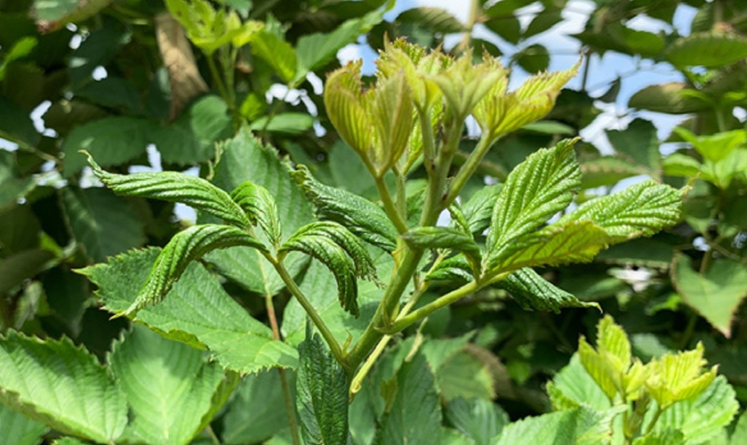 Figure 1. Blackberry primocane terminal exhibiting distorted/curled leaves and bronzed coloration from broad mite feeding.