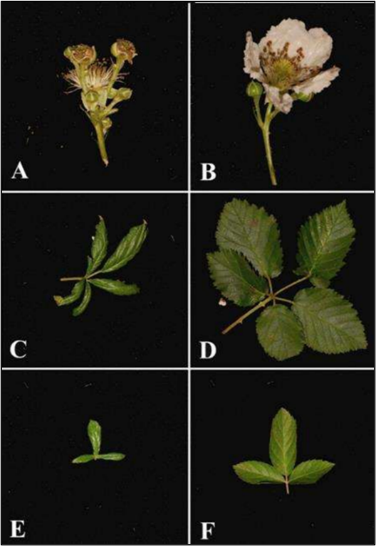 Broad mite damaged (left) and normal (right) blackberry flowers and leaves. Photo credit Vincent et al. 2010.