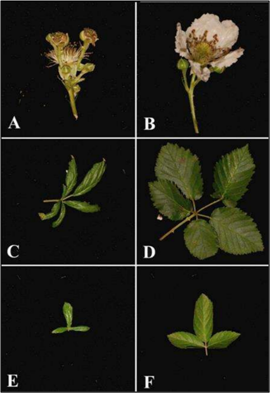 Picture 5. Broad mite damaged (left) and normal (right) blackberry flowers and leaves. Photo credit Vincent et al. 2010.