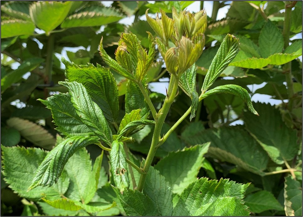 Early signs of broad mite damage to primocanes terminals. Injury is characterized by the bronzed coloration and upturned nature of new leaves, along with twisted and cupped leaves on older nodes. 