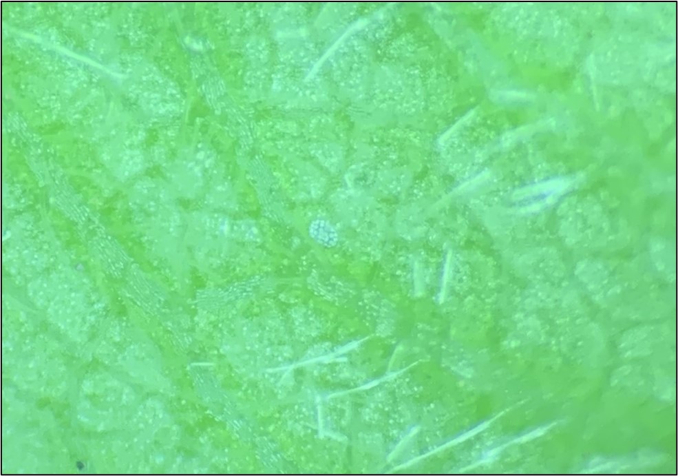 Picture 7. Broad mite egg on the underside of a blackberry leaflet as viewed through a dissecting microscope. These eggs are distinctly polka-dotted and a sign of a rapidly increasing broad mite infestation.