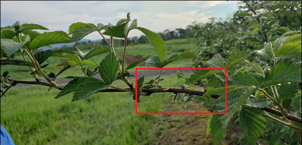 Floricane from a plant damaged in August from infestations of broad mite. Buds formed during these broad mite infestations did not leaf-out in the following year.