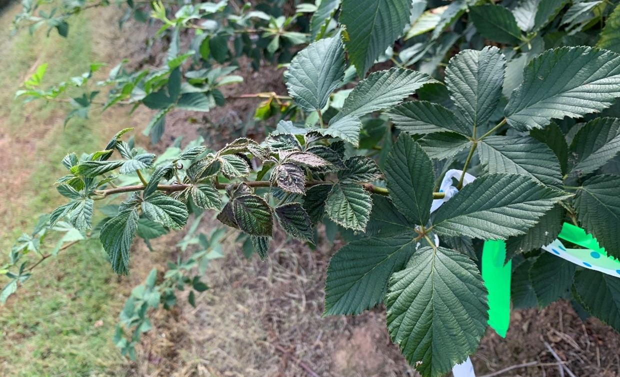 Severe injury from broad mite infestations. This primocane was severely stunted, leaves had begun to turn black, and the plant only began to recover after a miticide application.