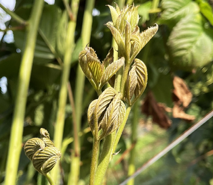 Figure 2. Blackberry primocane terminal  exhibiting bronzed terminal leaves from  broad mite feeding.