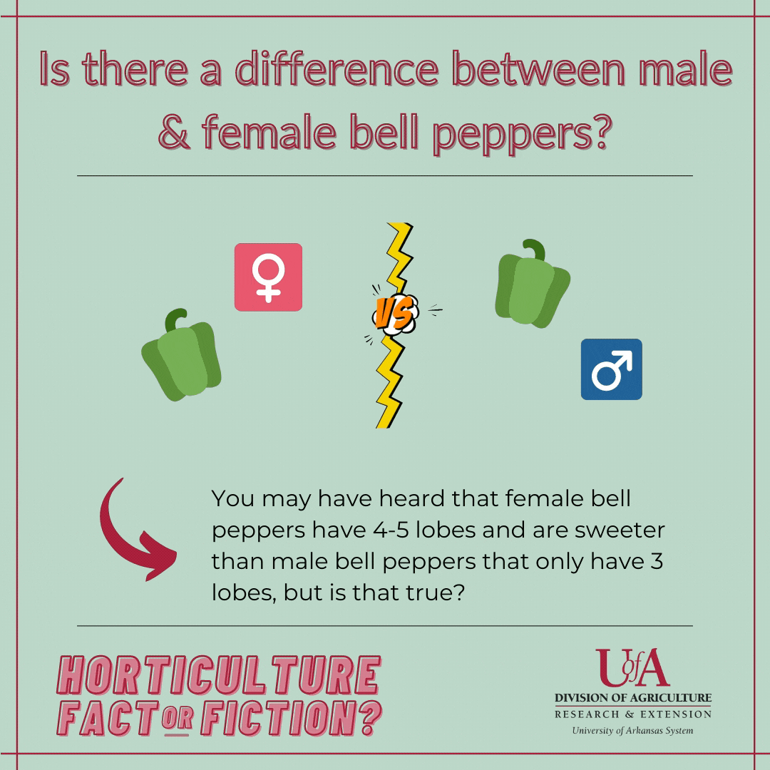 Illustration: Is there a difference between male and female bell peppers? drawings of peppers with an arrow pointing to an explanation below (text is shown on the page)