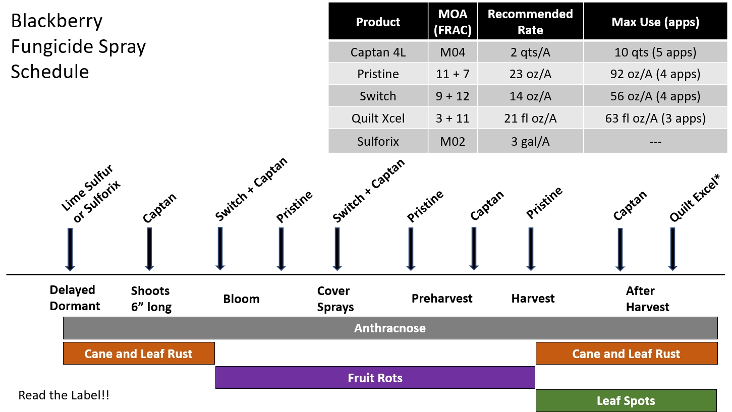 Example spray program for commercial blackberry production in Arkansas. 