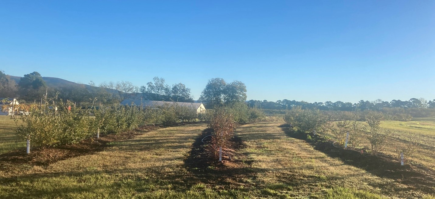 3 rows of blueberries planted on a farm
