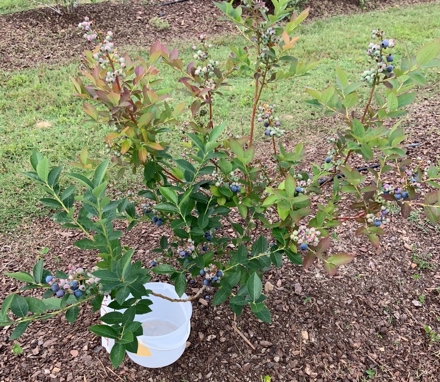 A blueberry plant with ripe berries being harvested into bucket