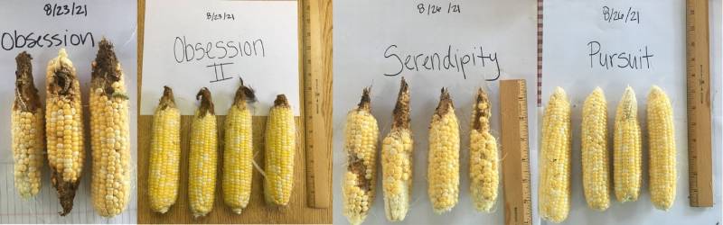 Different corn cultivars exhibiting different levels of corn earworm (CEW) feeding. Photos by Lesley Smith, Kibler Vegetable Station.