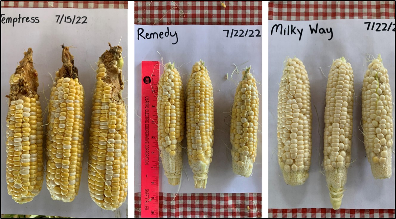 Corn varieties exhibiting different levels of corn earworm (CEW) feeding. Photos taken by Alden Hotz at Kibler’s Vegetable Research Station.