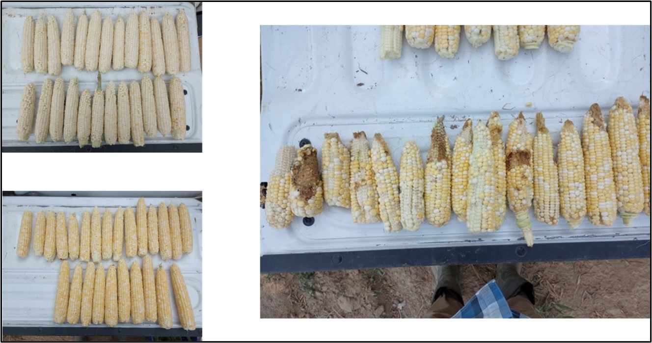 Top left- Undamaged Milky Way ears. Bottom left- Undamaged Remedy ears. Right- Heavily damaged Temptress ears. Photos: Brett Gordon in Woodruff County