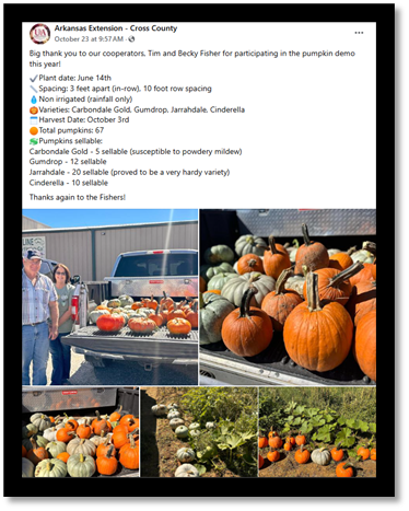 Figure 7. A Facebook post by Jenna Martin, Ag Agent from Cross County¸ showed a good crop of pumpkins on all four varieties in the demonstration