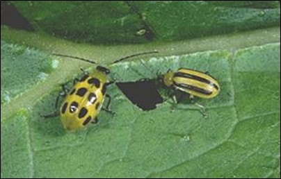 Spotted and striped cucumber beetles. Photo courtesy of Ric Bessin, Univesity of Kentucky Entomology