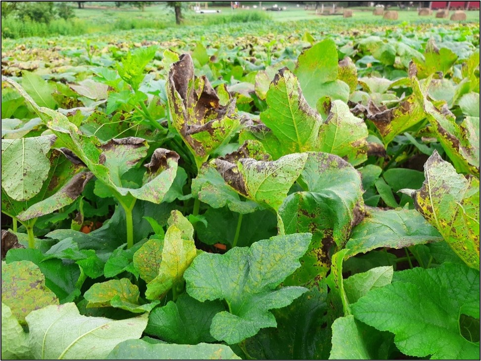 Picture 2. Downy mildew symptomology observed in Clay County. Leaves toward the bottom of the picture show signs of early symptomology with yellow angular lesions. Many leaves of this picture show advanced symptomology with leaves rolling inward. Photo by Allison Howell, Clay County UAEX. 