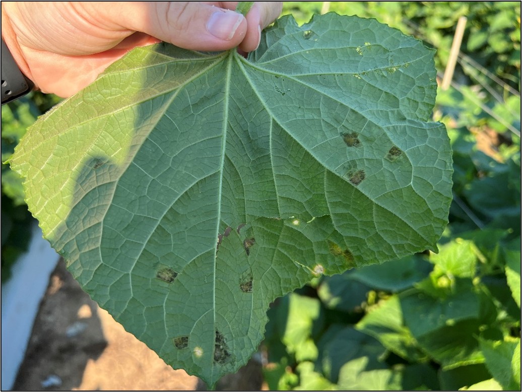 Picture 3. The underside of cucumber leaves where cucurbit downy mildew was observed in Ashley County, Arkansas. Water-soaked growth on the underside of lesions can be found within the boundaries of leaf veins. Photo by Aaron Cato.