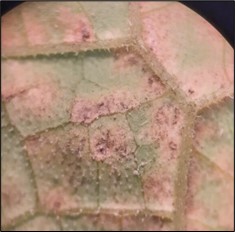 Picture 4. Angular lesions exhibiting grey/purple spore growth on the underside of the leaf. This is a key characteristic of potential cucurbit downy mildew. Photo by Allison Howell, Clay County UAEX.