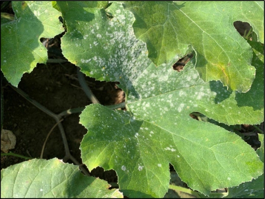 Picture 1. Cucurbit powdery mildew fungal spores present on the top of pumpkin leaves.
