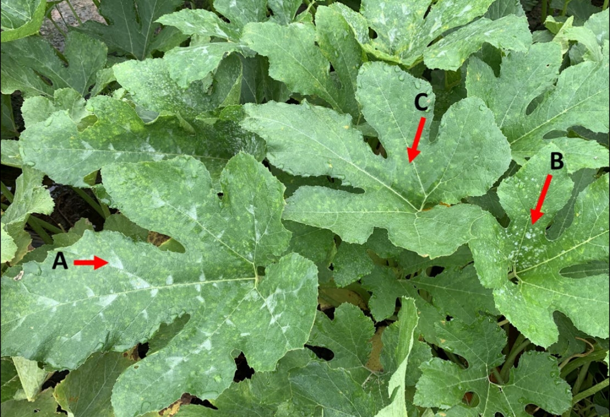 Picture 2. Cucurbit powdery Mildew spores, chlorotic symptomology, and genetic silvering on pumpkin leaves. Genetic silvering (A) can be confused with powdery mildew due to its color, but it will appear within leaf veins and have a blocky shape. Powdery mildew spores (B) look more like powder and damage will express as chlorosis (C) on the opposite side of the leaf.