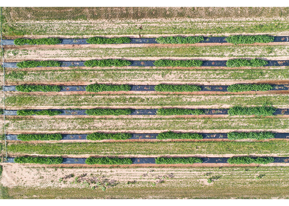 Aerial view of the plot layout for a watermelon trial in Hope, Arkansas