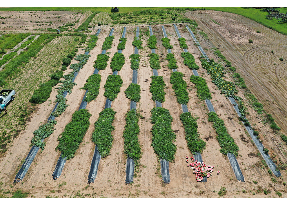 Aerial view of plot layout of a watermelon trial conducted in Alma, Arkansas 