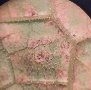 Picture 4. Angular lesions exhibiting grey/purple spore growth on the underside of the leaf. This is a key characteristic of potential cucurbit downy mildew. Photo by Allison Howell, Clay County UAEX.