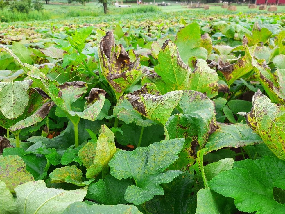 Picture of a vegetable crop with downy mildew damage.  Leaves toward the bottom of the picture show signs of early symptomology with yellow angular lesions. Many leaves of this picture show advanced symptomology with leaves rolling inward.