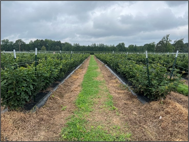 Picture 1 – Blackberry planting in the fall with successful weed control. Note how a weed free strip is being maintained beyond the weed fabric to obtain at least 3ft from the center of plants without weeds. 