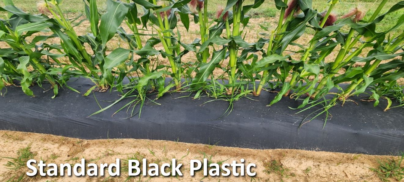 a row of corn planted into standard black plastic.