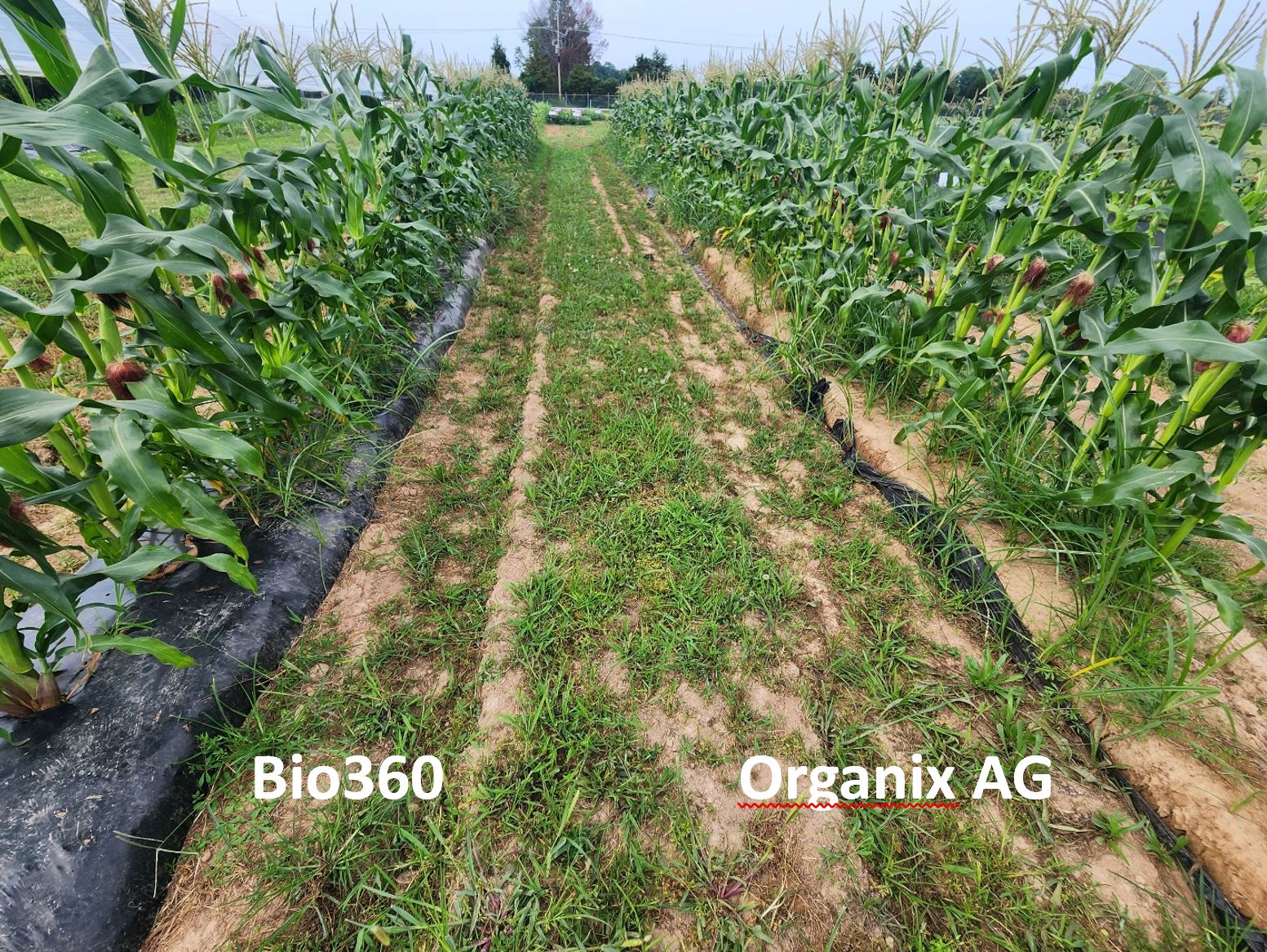 Photo showing corn planted in Bio360 mulch on the left and corn planted in Organix AG mulch on the right.
