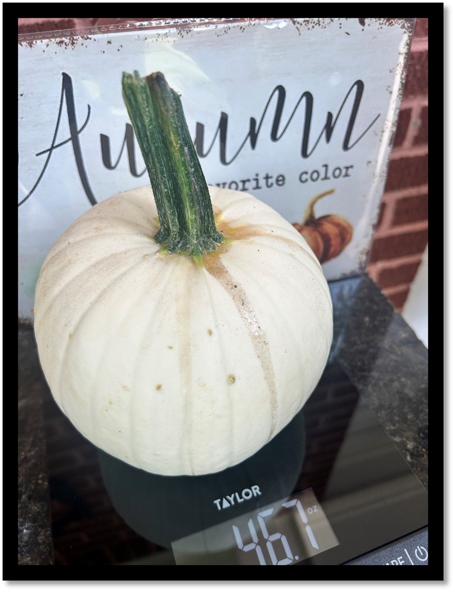 Figure 11. A freshly harvested Moonshine pumpkin sits on a digital scale as part of Jennifer Sansom’s data collection efforts. This Moonshine pumpkin weighs 2.92 lbs. 