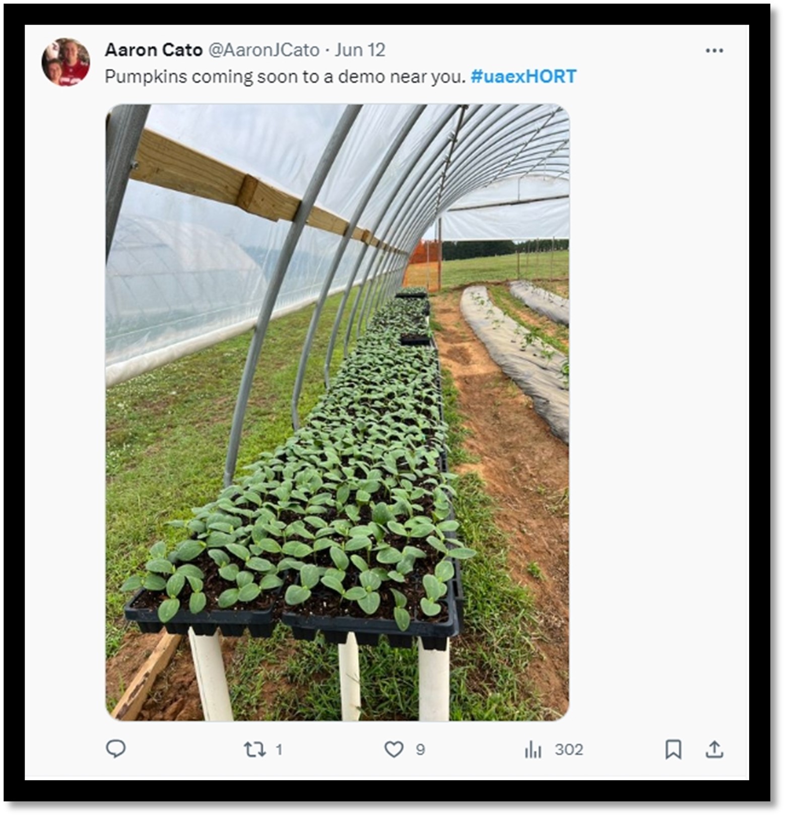 Figure 2. Dr. Aaron Cato posted a photo update on X, formerly Twitter, showing hundreds of pumpkins sitting in a high tunnel to be used for the agent demonstration.   
