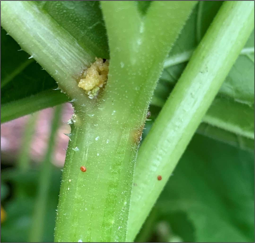 Squash vine borer eggs laid on the stems of a squash plant. Also pictured in a new entrance hole with frass around the entrance, which is often the first sign after finding eggs of a new infestation. Photo by Aaron Cato