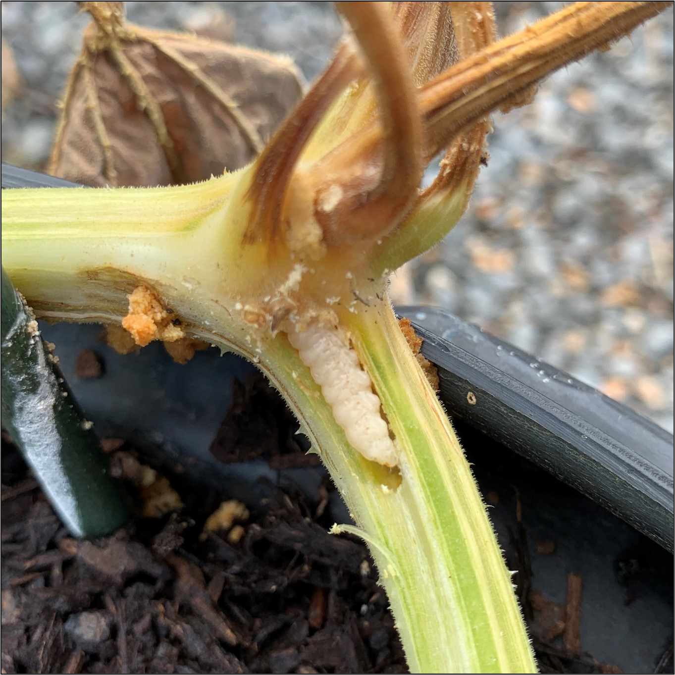 Squash vine borer larvae observed feeding in a squash stem. Photo by Aaron Cato