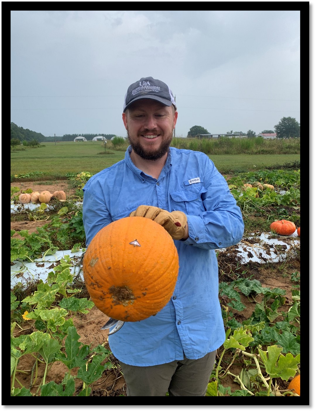 Figure 4. Dr. Aaron Cato admires an adult Melonworm moth, Diaphania hyalinata, on a Justify pumpkin from research trials near Hope, Arkansas.